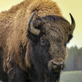 1,017 Acres: Life in the Park