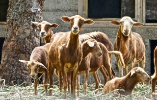 Goats FDP Goats FDP