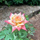 I Worry About the Roses
