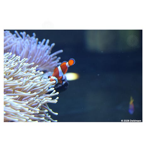 Three pictures of moon jellyfish, a yellowtail tang, and clownfish with anemone. Photos taken at Shedd Aquarium in Chicago. 