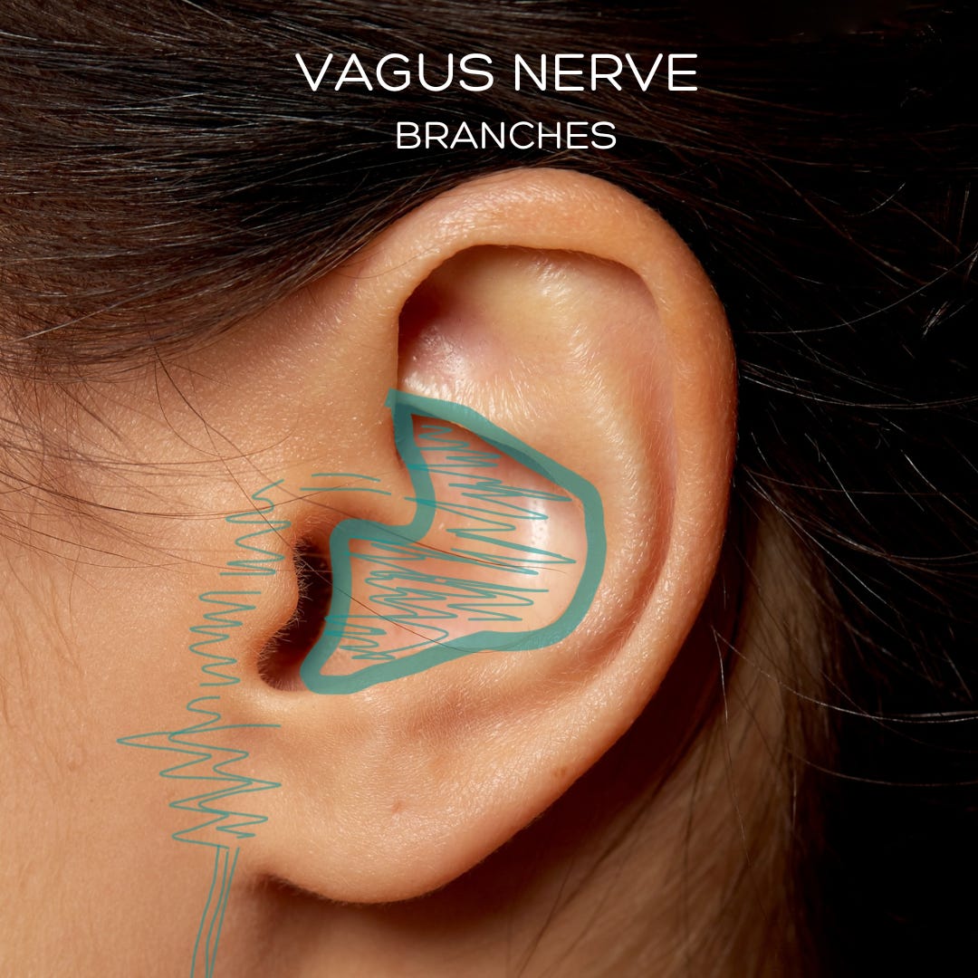 Vagus Nerve Braches