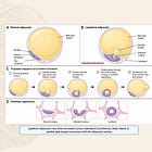 Something Strange Is Happening Inside Lipedema Fat Cells
