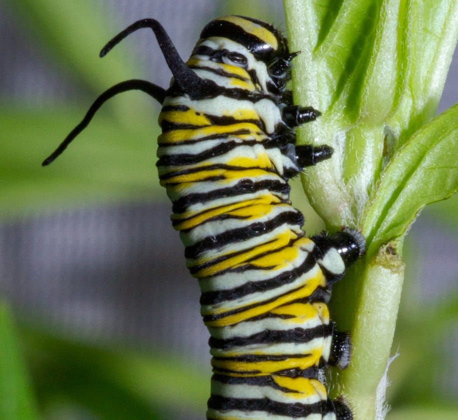 a close up of a caterpillar on a plant