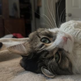The death of a domestic cat from bird flu is a reminder: raw pet diets are not safe.