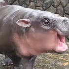 Moo Deng , the Bouncy Pig(my) Hippo