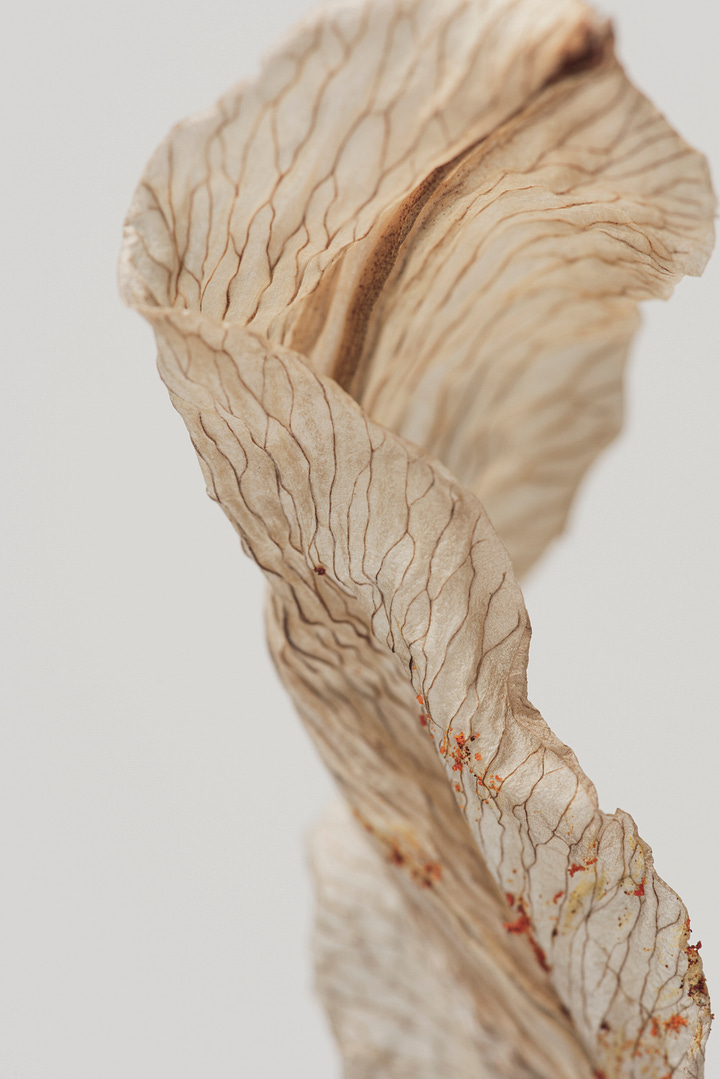 Close-up of a delicate dried flower petal, softly textured with fine, natural lines and subtle imperfections, representing the beauty of impermanence and Wabi-Sabi.Warmly lit close-up of a handcrafted ceramic vase, highlighting gentle curves, natural textures, and subtle irregularities, reflecting Wabi-Sabi’s appreciation for authenticity and imperfection.
