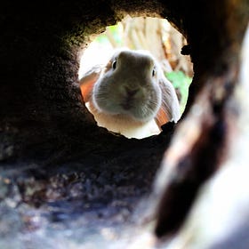 Four Kinds of Problems