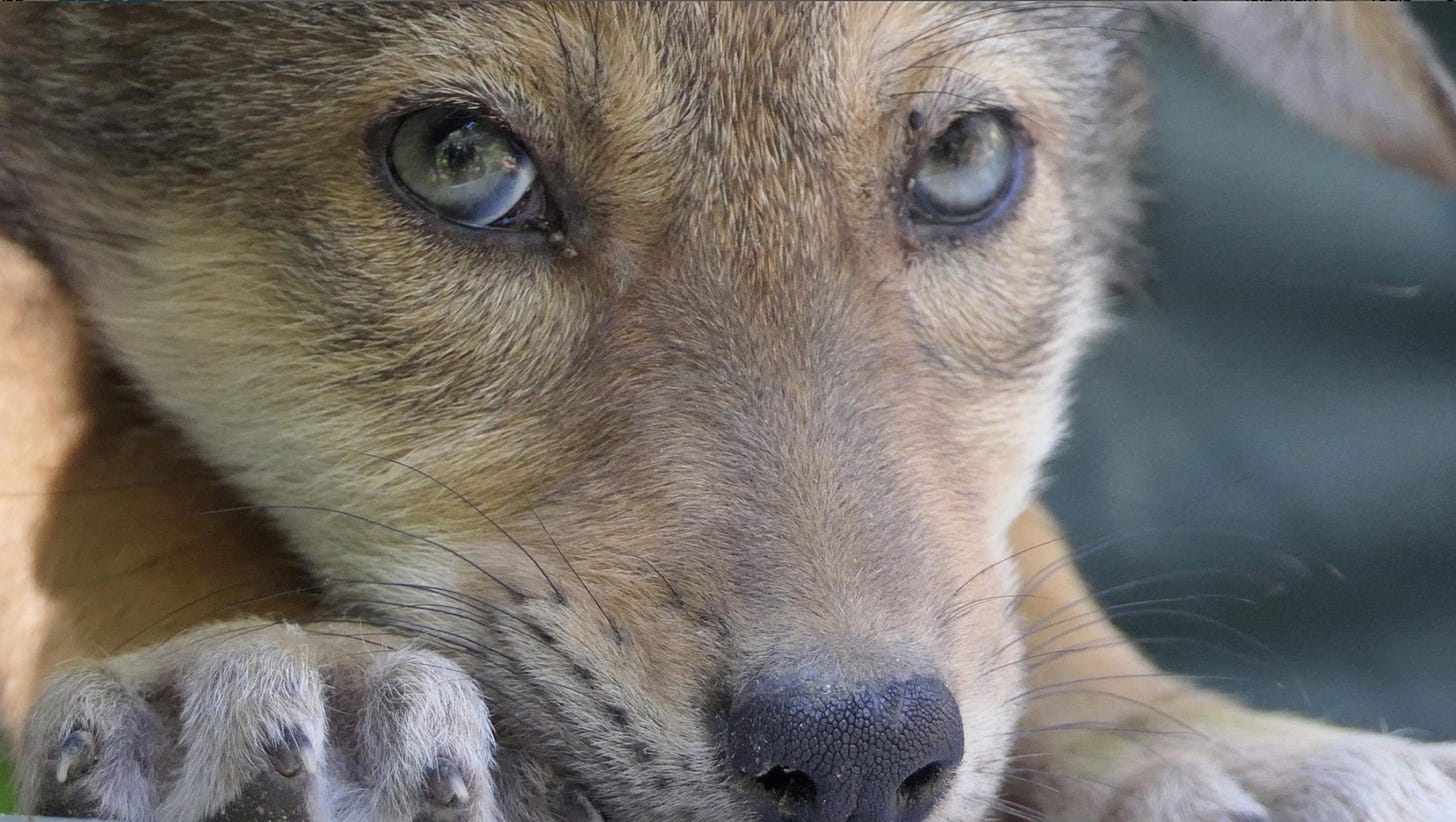 Red Wolf pup photo from The Wolf Conservation Center