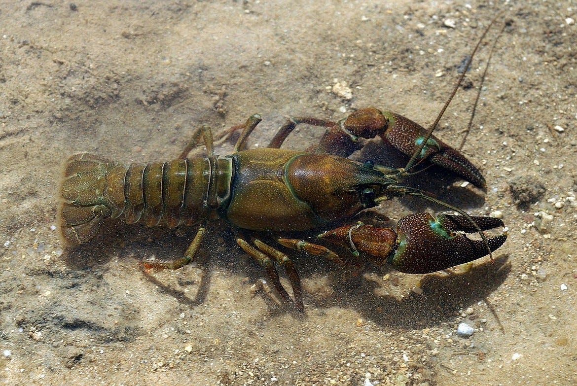 Critters of North Idaho: Signal Crayfish | Coeur d'Alene Press Critters of North Idaho: Signal Crayfish | Coeur d'Alene Press