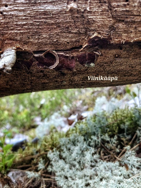Kuvassa pörrökääpä, ryväsjäkälä ja viinikääpä