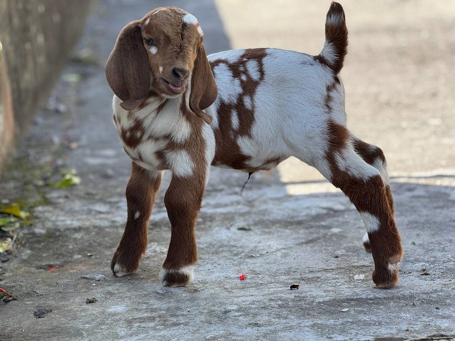 Baby Sumo, a new rescue goat.