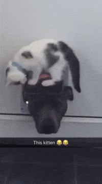 Cat An Dog GIFs - Find & Share on GIPHY