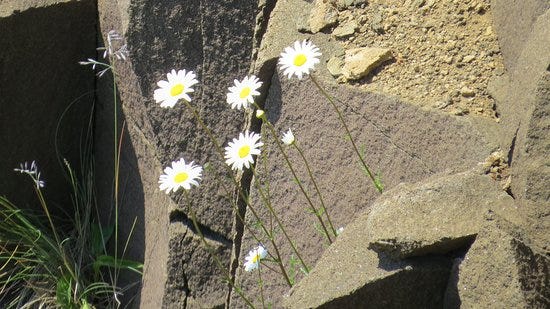 Flowers growing everywhere out of the rocks! - Picture of Southwest Head  Lighthouse, Grand Manan - Tripadvisor