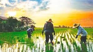 self-sufficiency in rice production ... self-sufficiency in rice production ...