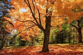 5 Interesting Facts About Sugar Maples 5 Interesting Facts About Sugar Maples