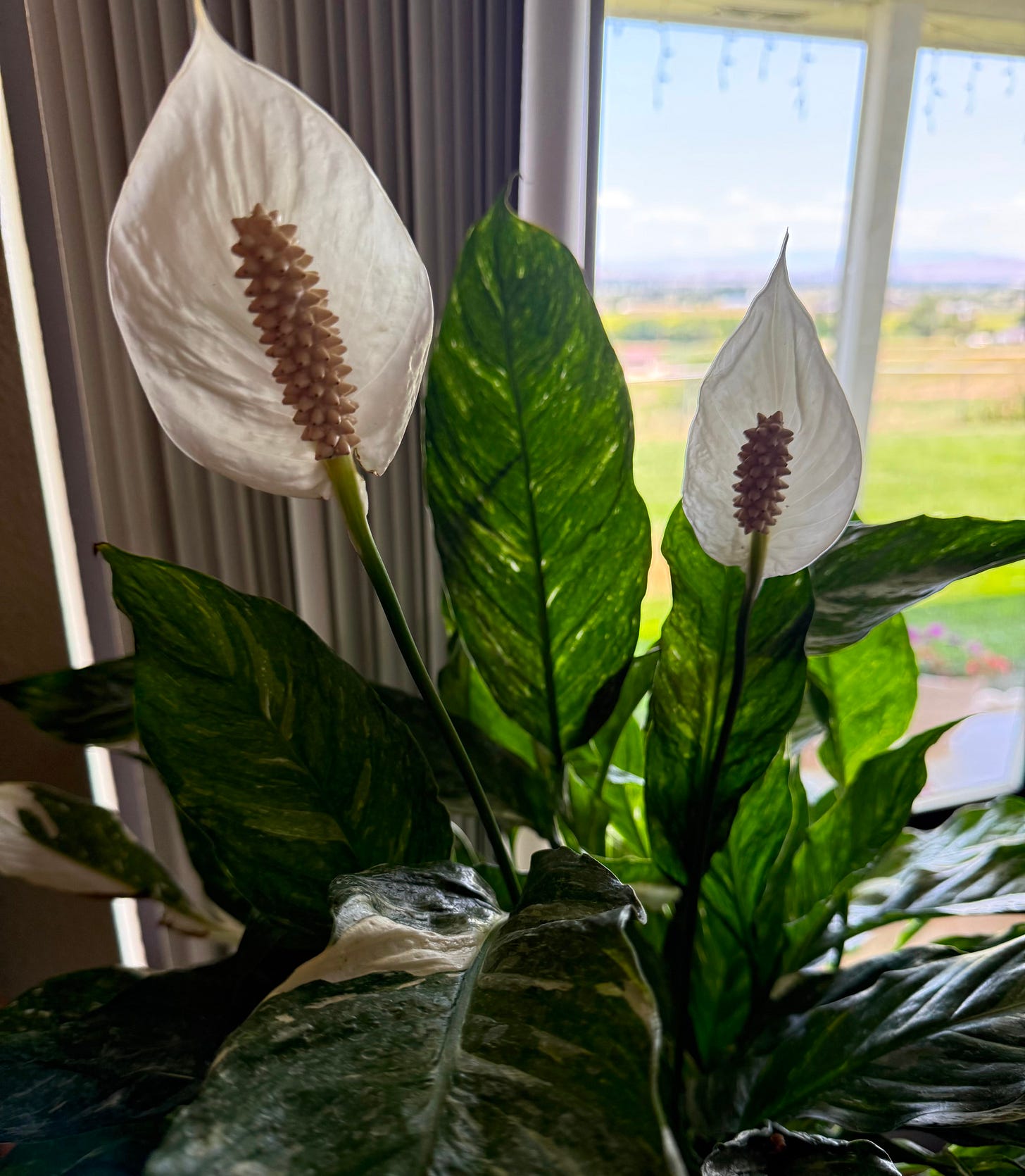 A picture of my second Peace Lily which has variegated leaves. So beautiful.