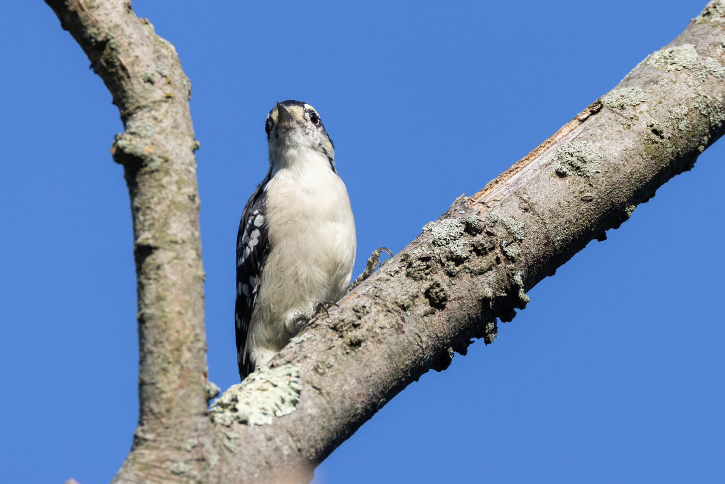 a downy woodpecker - a white-bellied bird with a black, white spotted back and a thick beak, facing the viewer up and to the left on a bare tree limb against a blue sky