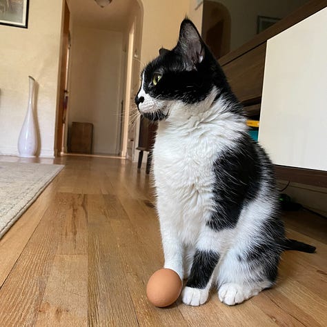 photos of beth spencers cats, sean, merv, and harmony