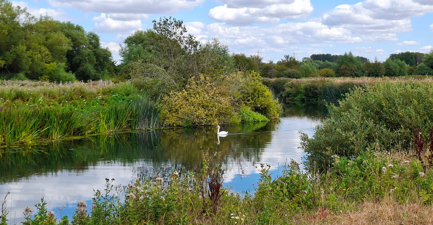 View along the Thames Path, with the River Thames winding through the surrounding landscape and a swan in the water. View along the Thames Path, with the River Thames winding through the surrounding landscape and a swan in the water.