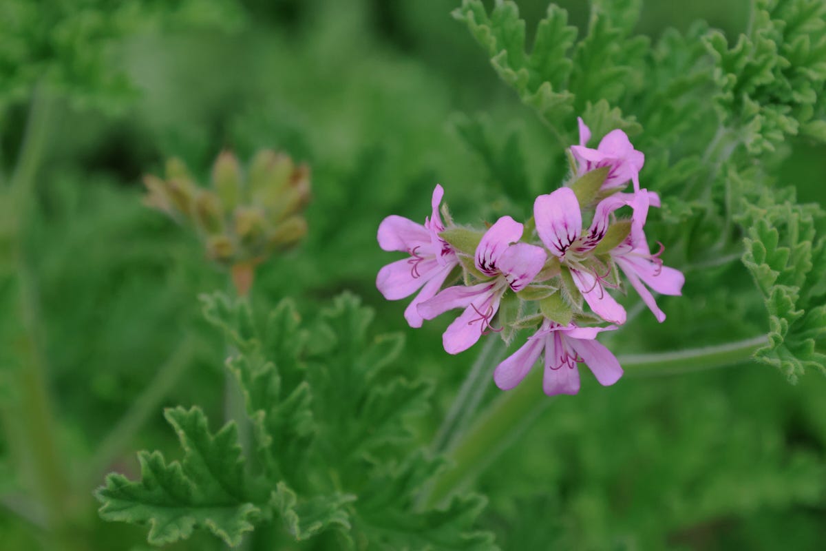a scented geranium flower