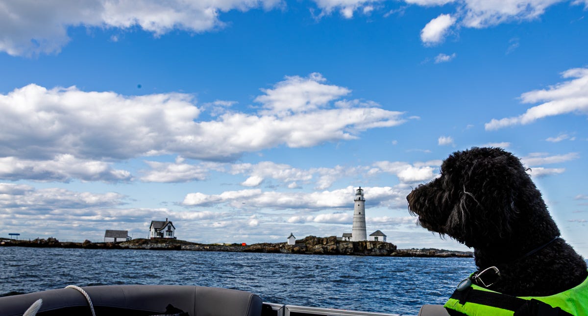 Black dog wearing a life jacket on a boat with Boston Light lighthouse in the distance under blue skies
