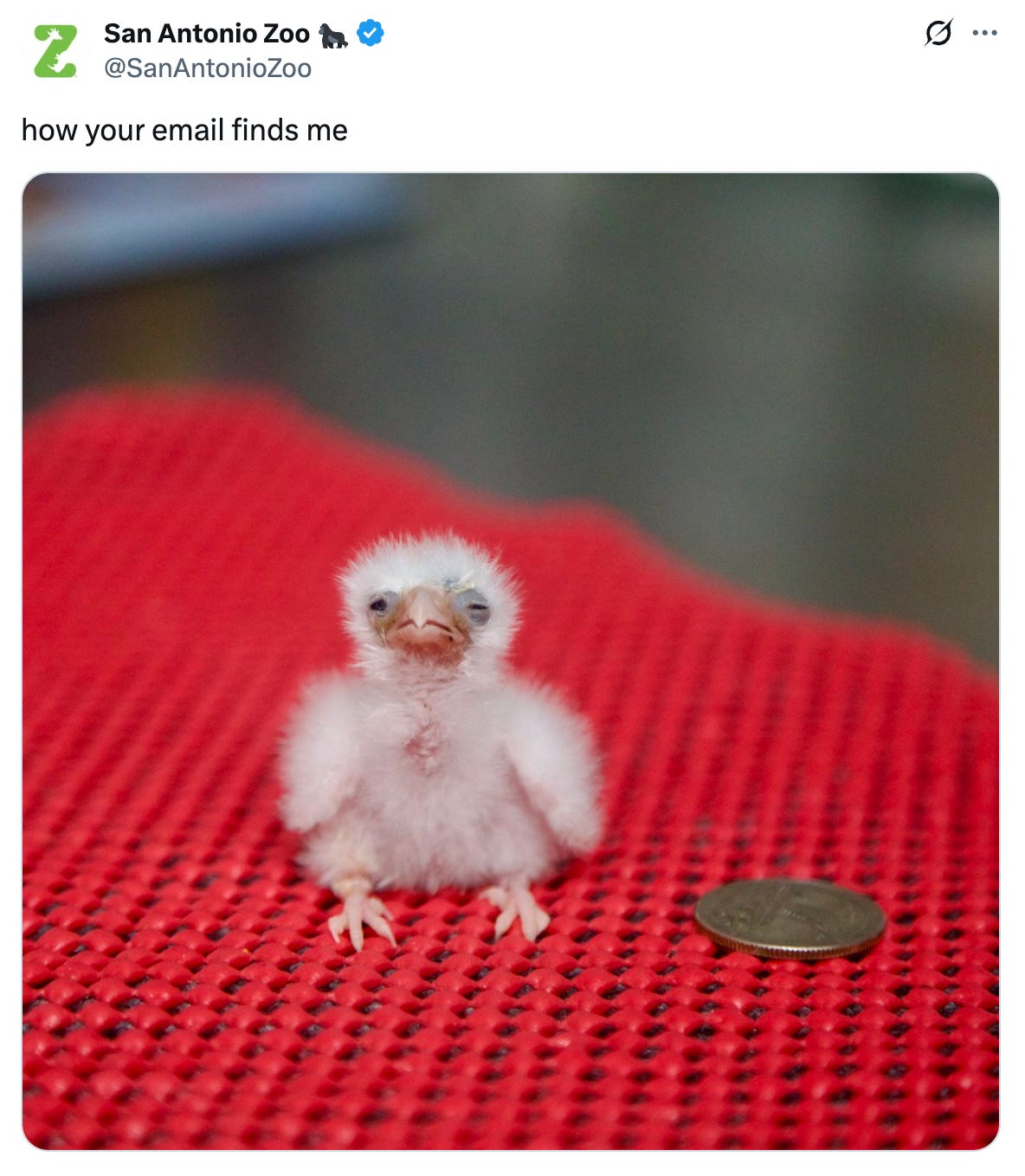 Tweet from @SanAntonioZoo that reads "how your email finds me" and features an image of a baby pygmy falcon squinting and looking tired next to a quarter