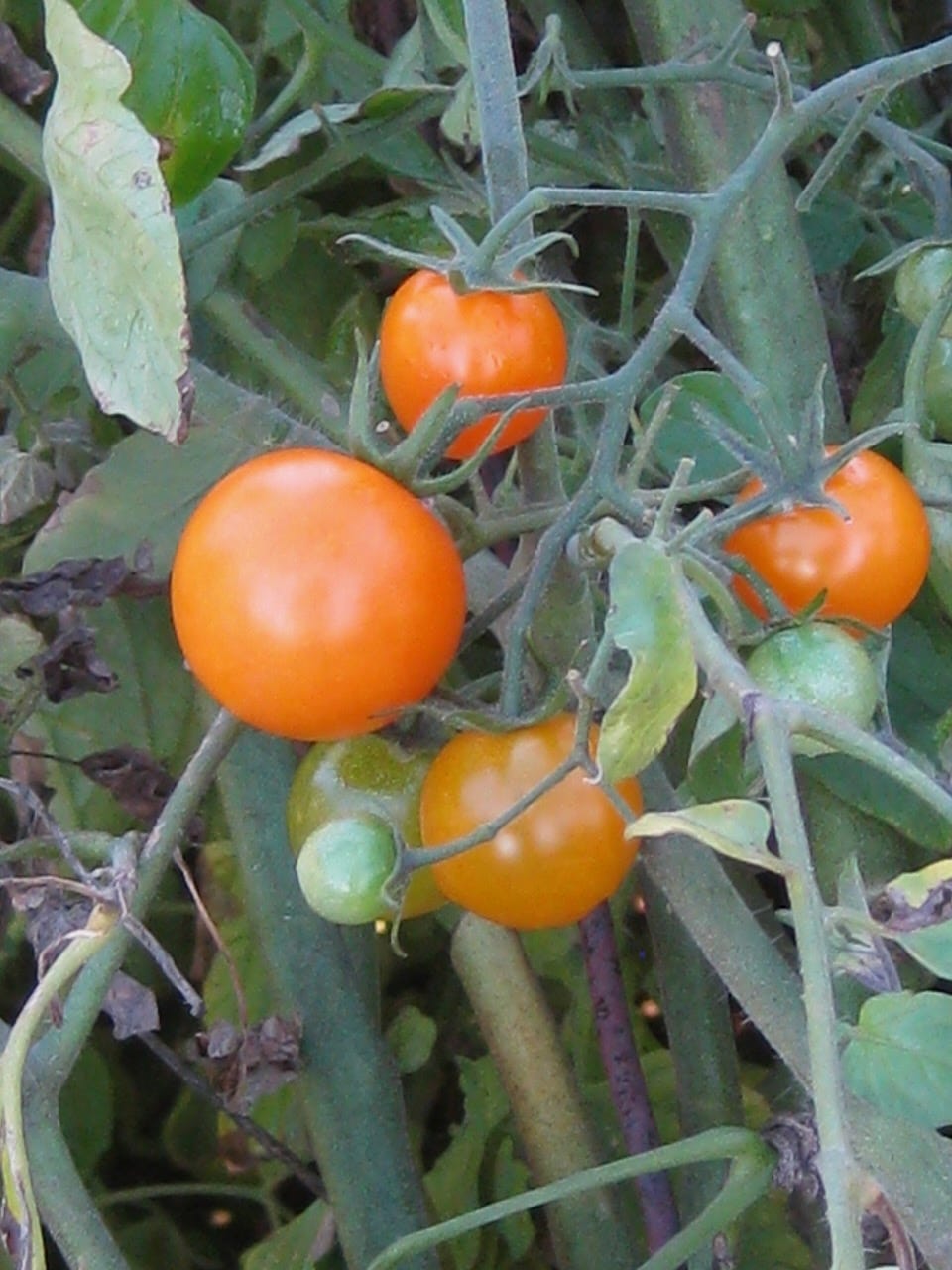 Sungold Tomatoes