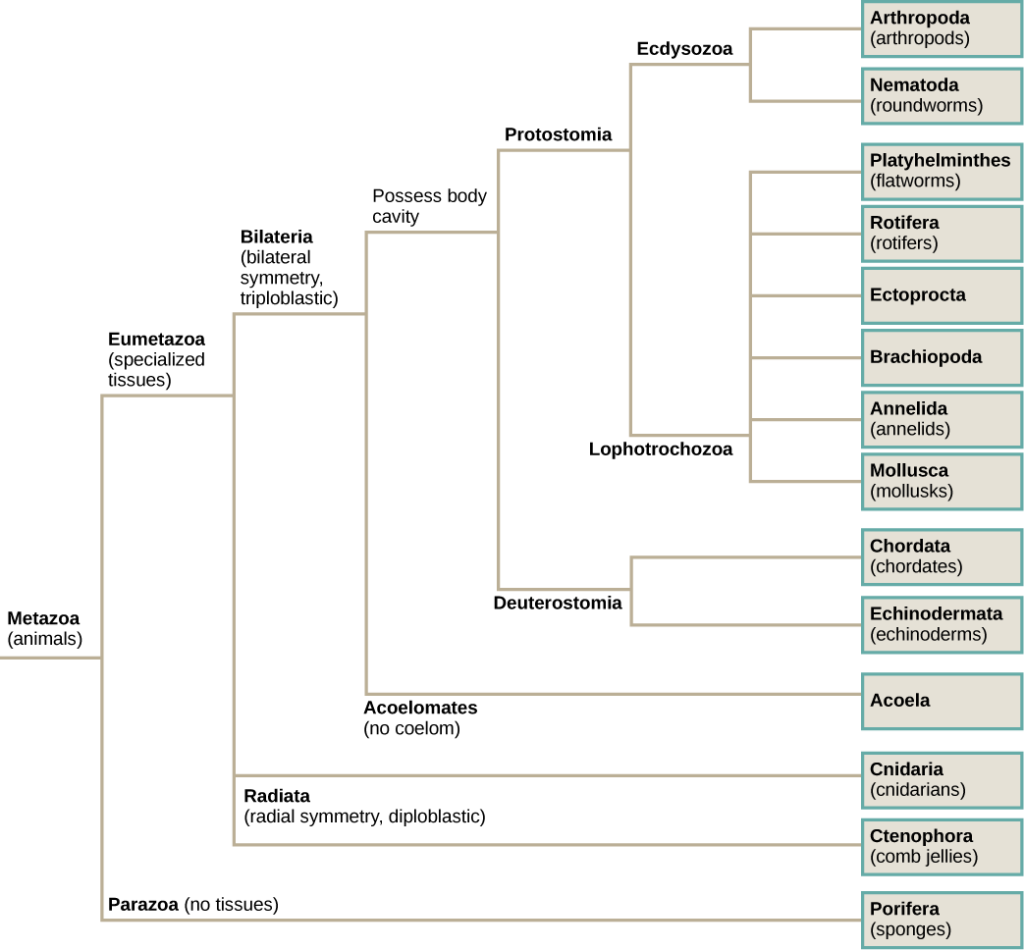 Animal Phylogeny | Biology for Majors II