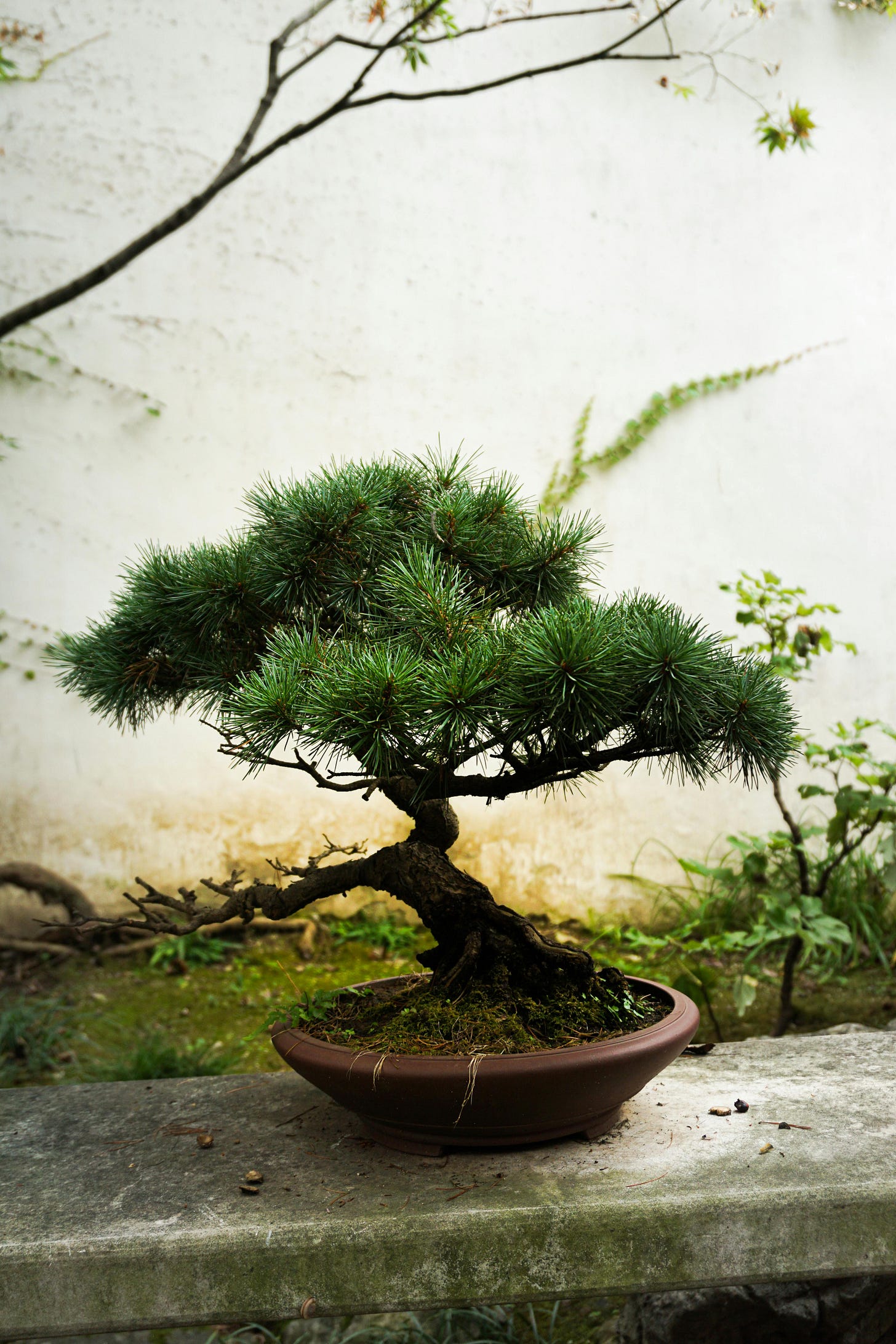 Foto de um bonsai sobre uma mureta baixa, contra um fundo em que se veem outras plantas e um muro branco
