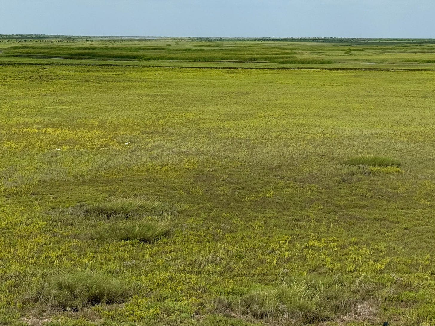 South Texas marsh with white ibis foraging in foreground