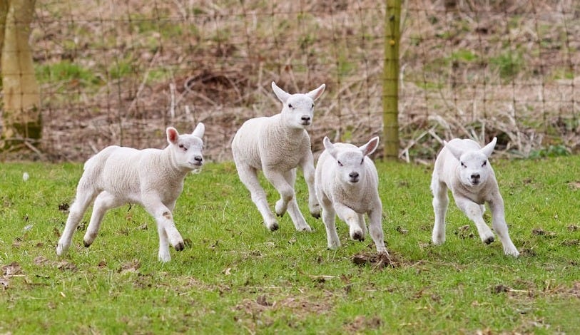 Four young lambs running across a grassy field.