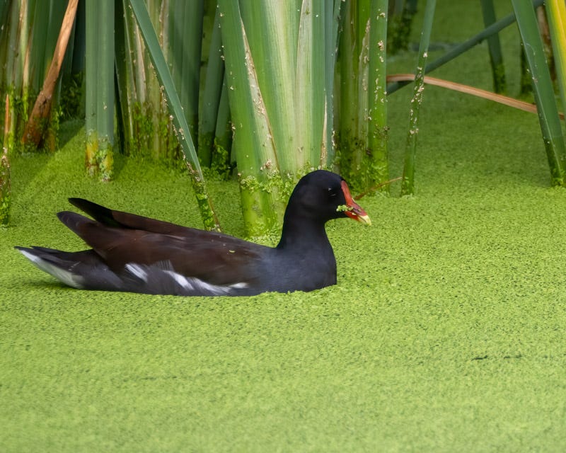 20250918-Sweetwater-188-Edit.jpg 20250918-Sweetwater-188-Edit.jpg