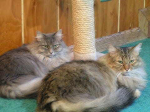 Chase_Kali_Post_Declawing_Cats Chase_Kali_Post_Declawing_Cats