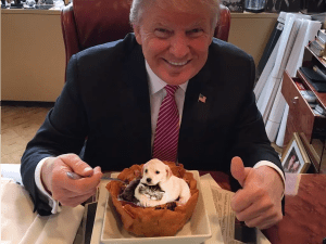 Donald Trump eating from a taco bowl containing a puppy and kitten