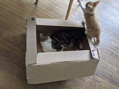 Three pictures of cats in varying states of play and relaxation. Joi, the short-haired grey mackerel tabby is featured in each. 