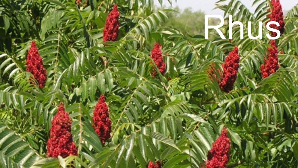 80-trees-shrubs 28.jpeg 80-trees-shrubs 28.jpeg