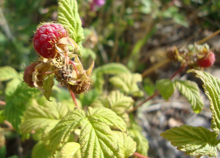 Stem with red ripe raspberry and young green leaves