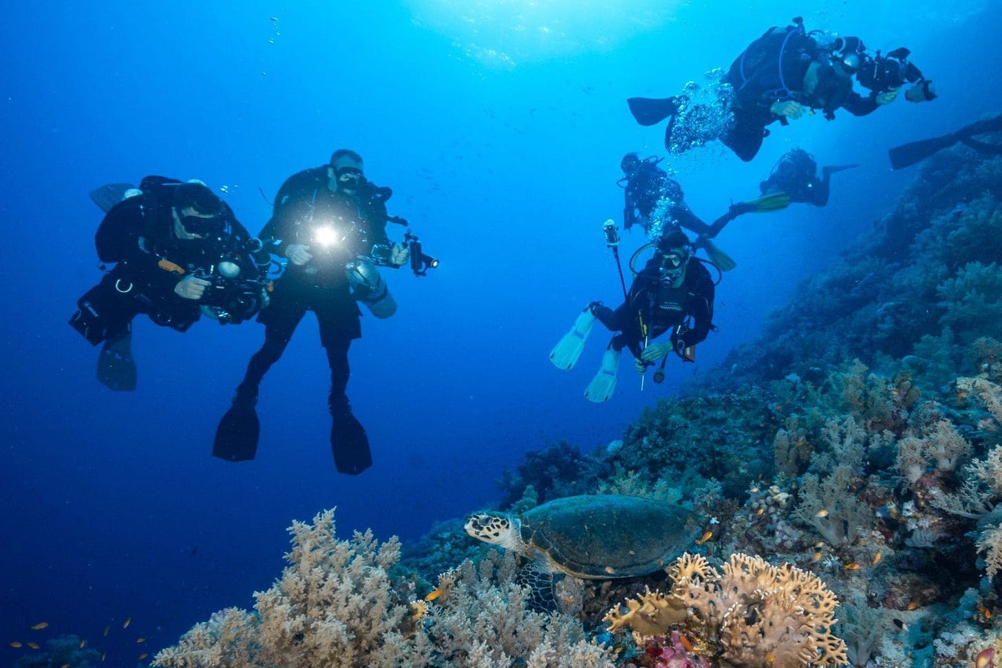 Choose the Right Underwater Camera or Housing for Your Diving Choose the Right Underwater Camera or Housing for Your Diving