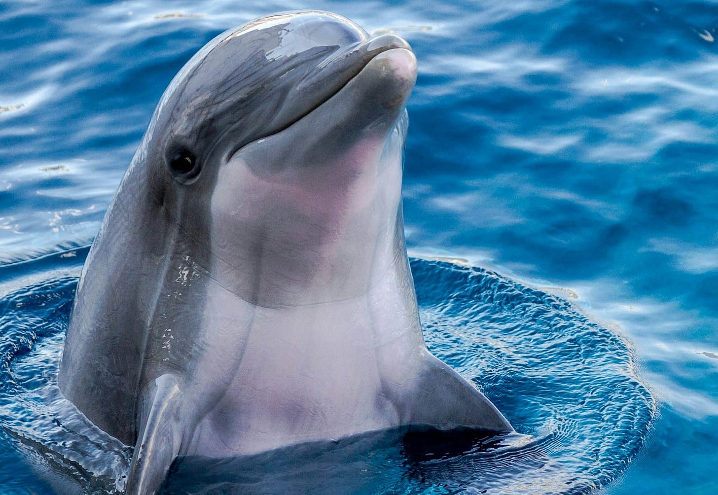 dolphin dolphin