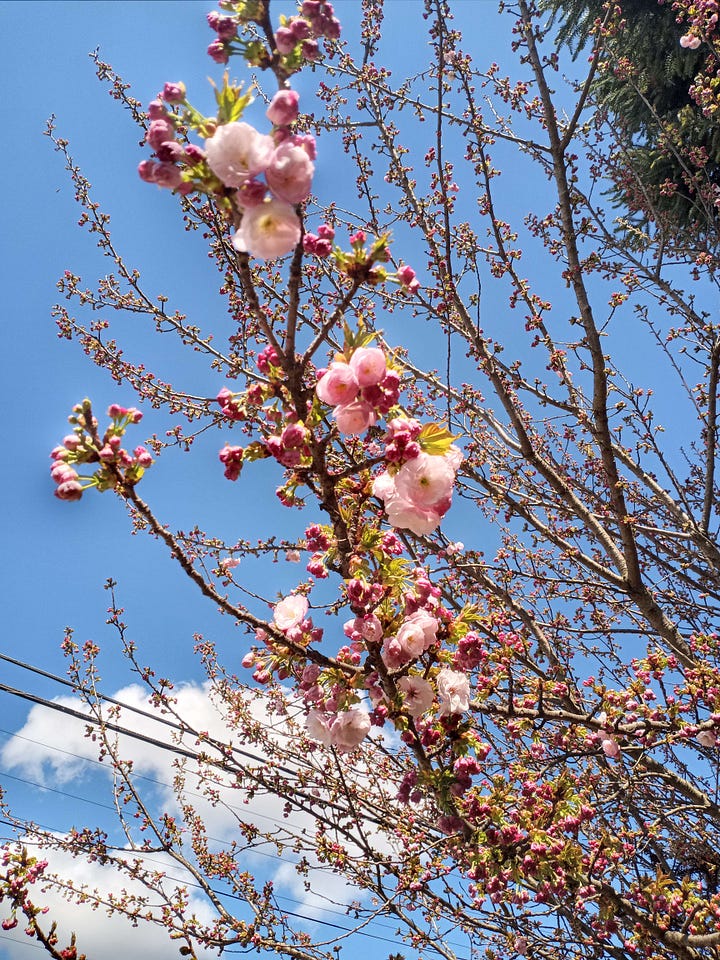 Flowers blooming in springtime