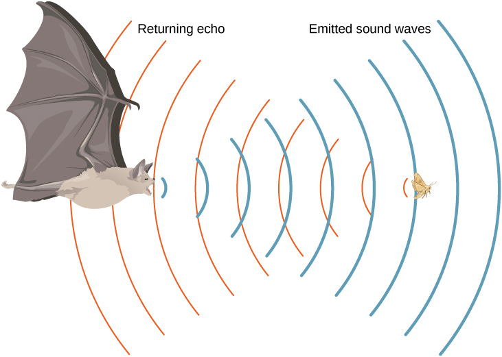 Illustrazione che mostra il sistema di ecolocazione di un pipistrello. A sinistra, il pipistrello emette onde sonore (linee blu) verso una falena sulla destra. Le onde sonore colpiscono la falena e ritornano verso il pipistrello sotto forma di eco (linee rosse). Il diagramma rappresenta come i pipistrelli utilizzano gli echi riflessi per individuare la posizione della preda. Illustrazione che mostra il sistema di ecolocazione di un pipistrello. A sinistra, il pipistrello emette onde sonore (linee blu) verso una falena sulla destra. Le onde sonore colpiscono la falena e ritornano verso il pipistrello sotto forma di eco (linee rosse). Il diagramma rappresenta come i pipistrelli utilizzano gli echi riflessi per individuare la posizione della preda.