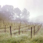 Wine Chronicles: Cool-Climate Conundrum