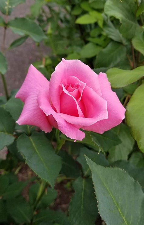 Gallery of images of roses, irises, and other pink blooms