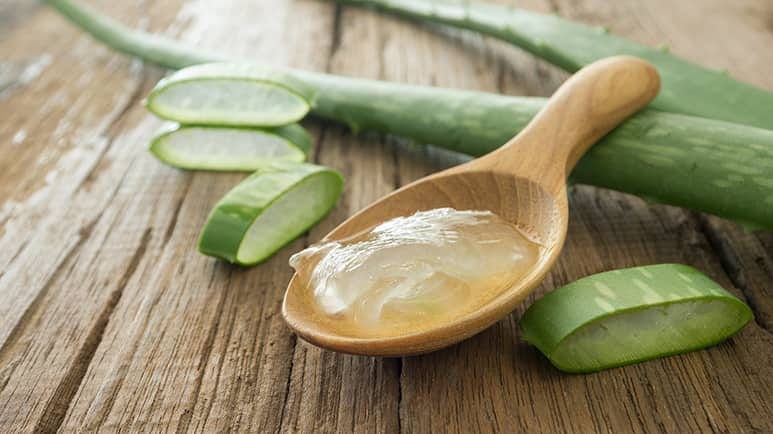 aloe vera