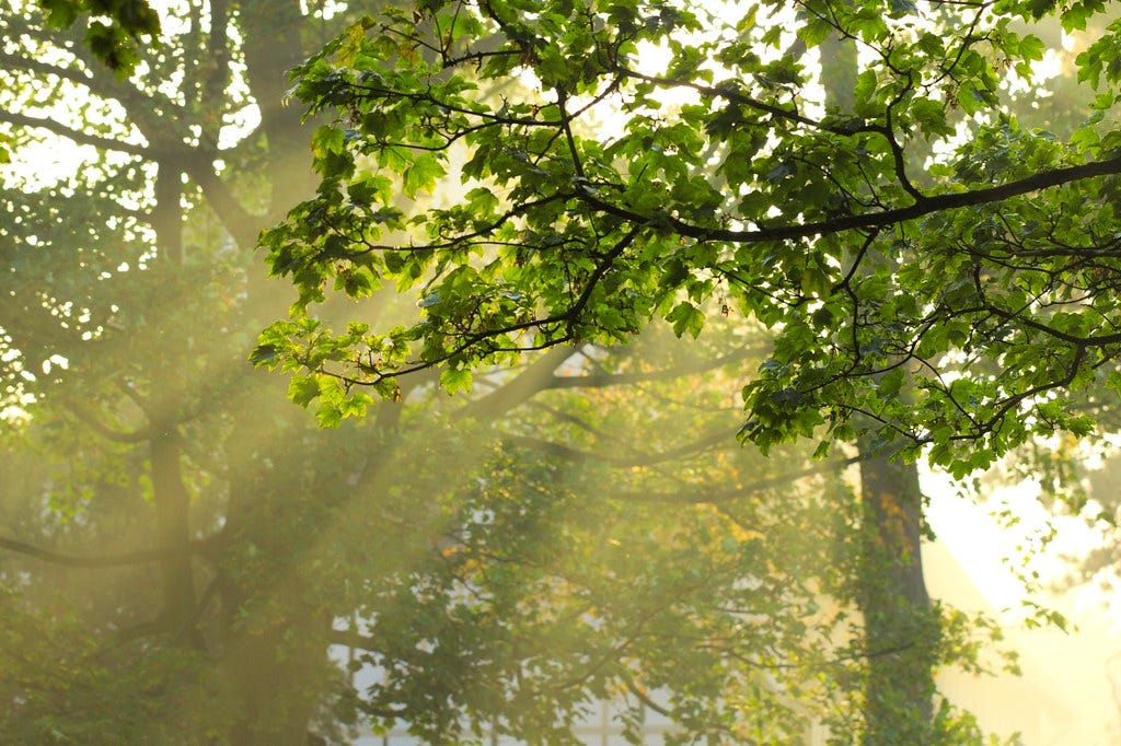 Rays of light through tree branches | Early morning sunlight… | Flickr