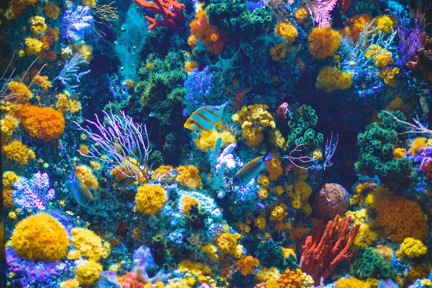 Bunte Unterwasserwelt Great Barrier Reef