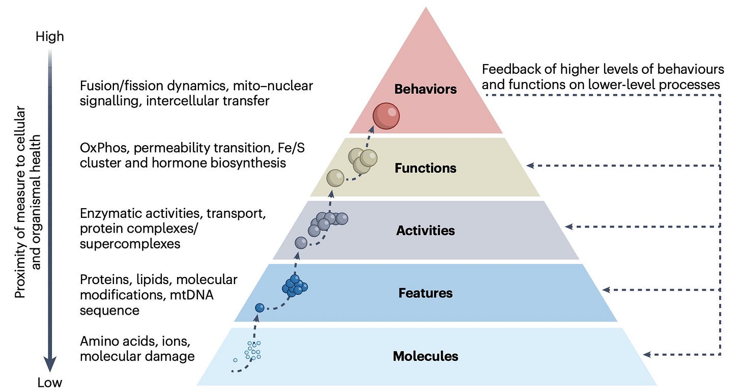 Pyramid showing the hierarchy of mitochondria nomenclature. Five levels from bottom to top levels: molecules, features, activities, functions, and behaviors. Pyramid showing the hierarchy of mitochondria nomenclature. Five levels from bottom to top levels: molecules, features, activities, functions, and behaviors.