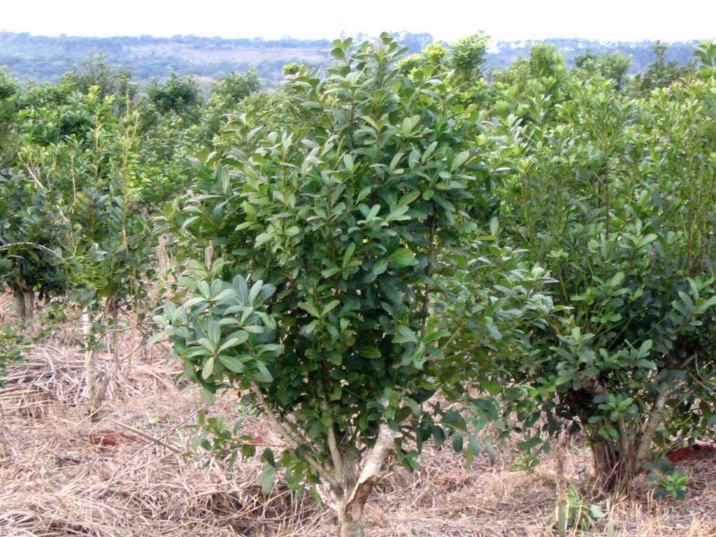 Yerba mate (Ilex paraguariensis) · ArgentiNat