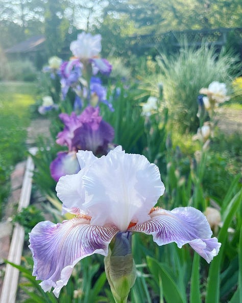 A collection of Bearded Iris in their own bed 