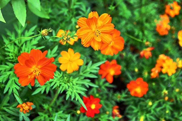 a variety of cosmos flowers